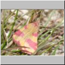 Lythria cruentaria - Ampfer-Purpurspanner 03 Teverener Heide.jpg